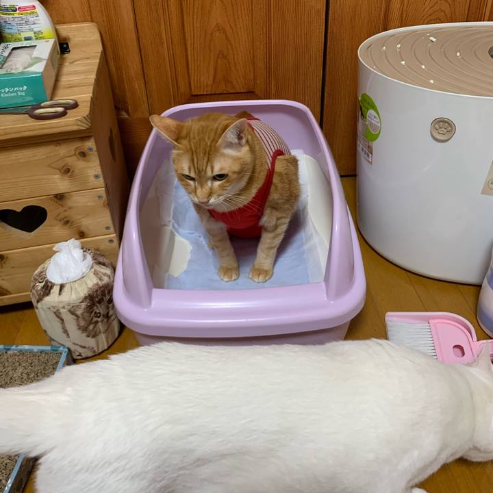 B84bbe7a 8533 4c33 bb5d a60f8e4e96f3 1575458187015