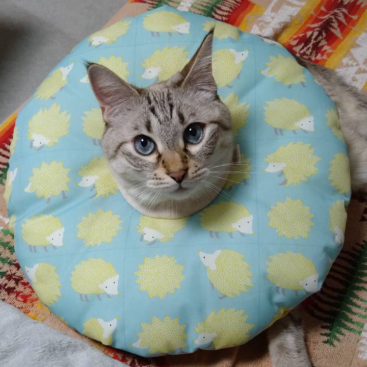 B84c434c c53d 4819 8375 6ce3e1c80d2e 1665847873557