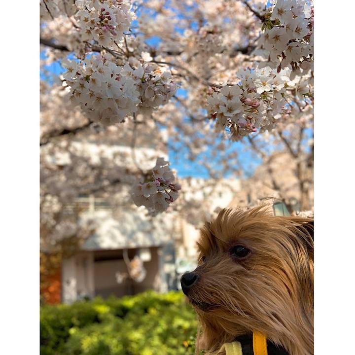 B84cb414 21aa 41b1 8ba8 6eabe9467519 1554271797792