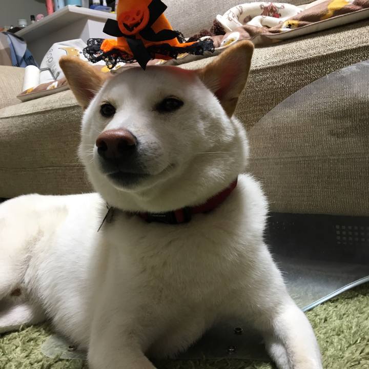 B84e9e13 1a5a 426a 9b6e ccbbac629fb7 1539945252331