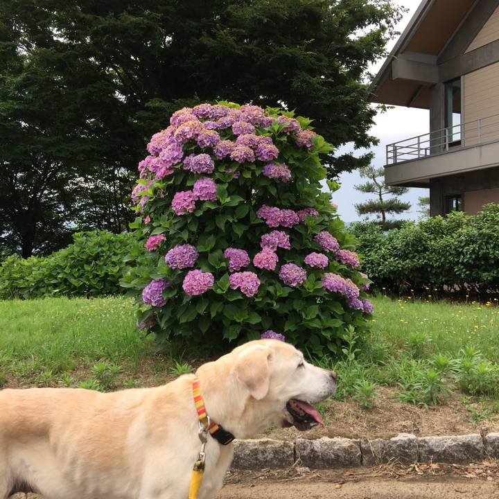 B84efc22 ce2f 4d7a 9b61 d7ab756e8d46 1530664789805