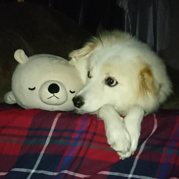 B84f83c5 7a40 405b bb6a 583264597dd7 1507667754429