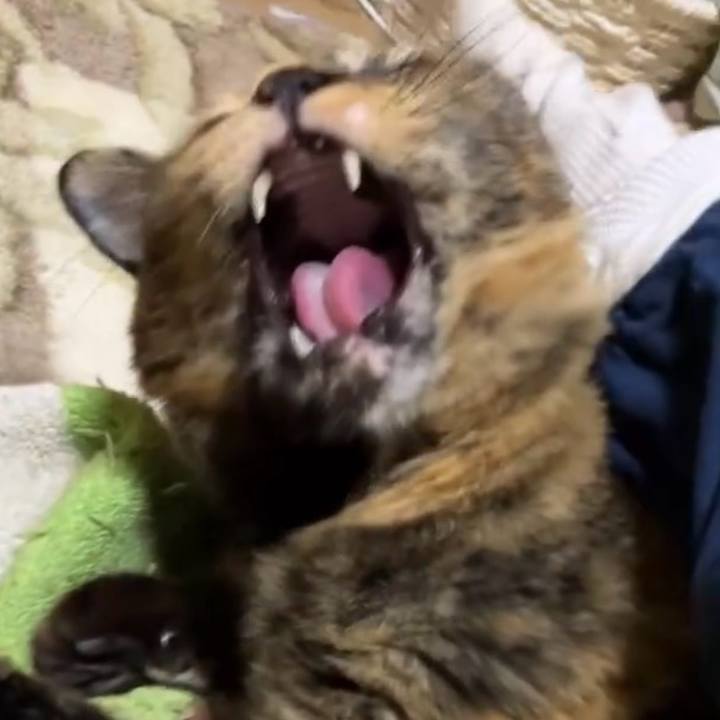 B85195ef 45a0 4aca 91ae b1d7281c902e 1734254984558