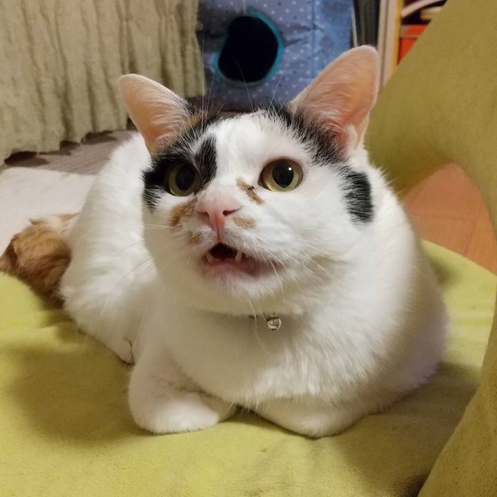 B852ba2a 3cd1 4a2a 9e5b f0b2a94f9402 1592396486205