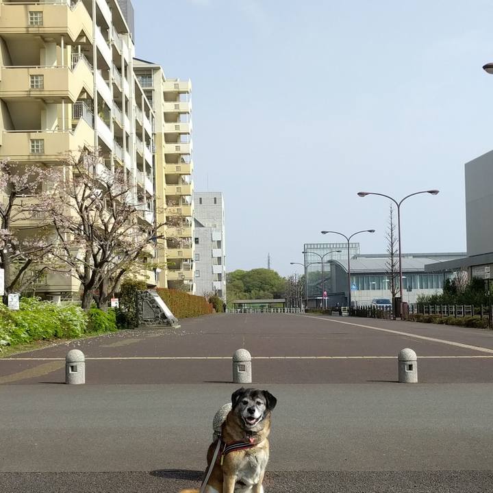 B854c9cc 3fe6 4854 b015 6855d3a895c0 1522628059080