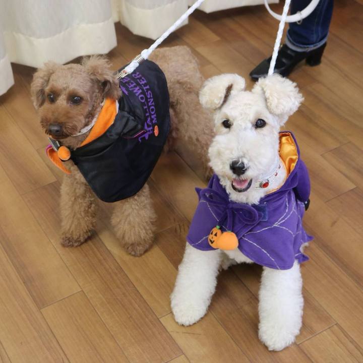 B858e79b 8f9d 4cb0 88f5 de0eb681d498 1539349950561