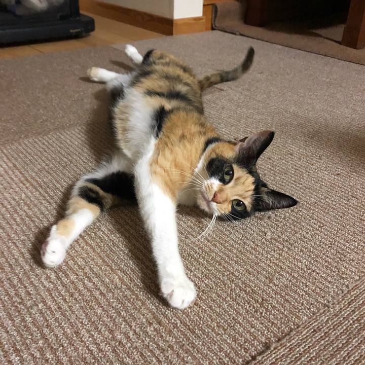 B85a1cef 6a55 4abc a58e 87a13096262b 1545298631118