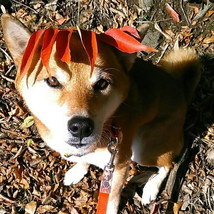 B85b3c46 ad4f 42a7 80b4 d927caf106bd 1572999536176