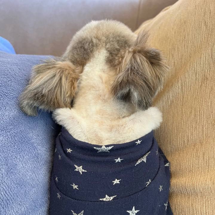 B85dc786 41d7 4a16 9899 b2ee0fc653f8 1737186057352