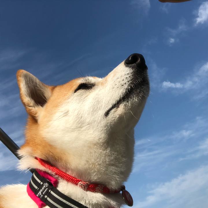 B85f8ff9 6726 4586 8d42 e22432867242 1529621245342