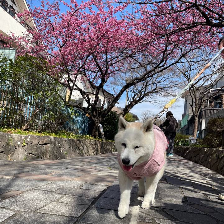 B866a0c2 5d73 402b b840 6b1afdecf86c 1741526168789