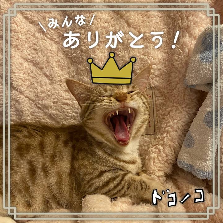 B8675f1f ba0c 43ed b713 0178e706fedd 1622852597714