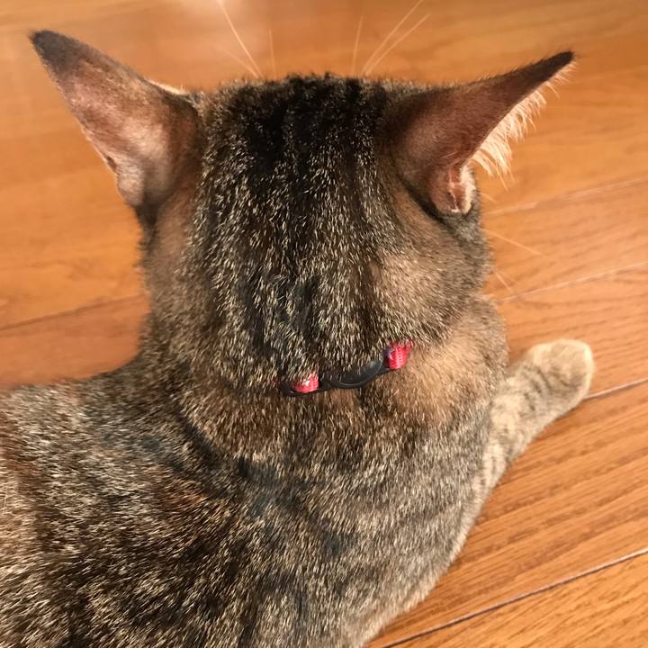 B868bae9 7c32 4e5b bae8 40be7ecef465 1591835429534