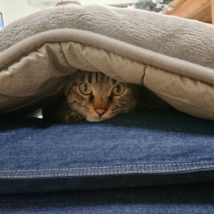 B869fbce e15c 4395 ad42 baf4612dc48a 1556350660049