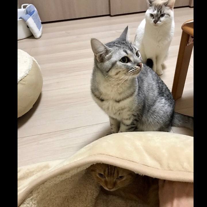 B86aa621 3fc3 4ef8 9892 04c5494c5c4b 1509371148382