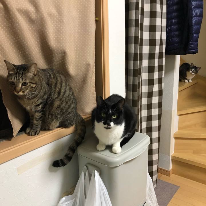 B86c38c8 1285 4cbf 8d15 f55c3328df93 1545515536561