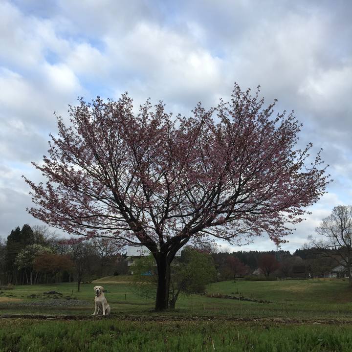 B87137e5 ab83 47e3 9d0b 6dec74d3633c 1523834456359