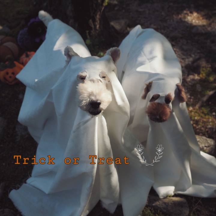 B8736752 80e4 4b8b 9ecc ea5fec84c79b 1635593761052