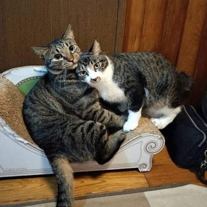 B8750a20 887f 40b3 a992 b70107db9b53 1726460448868