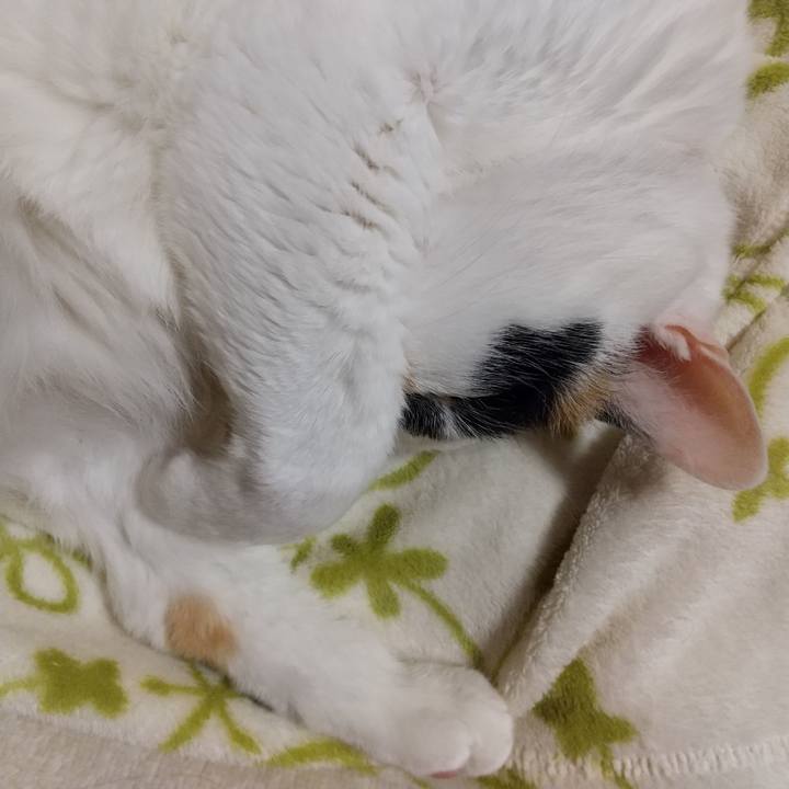 B876439b 96fa 4d49 8b38 af72ffaed246 1618657747275