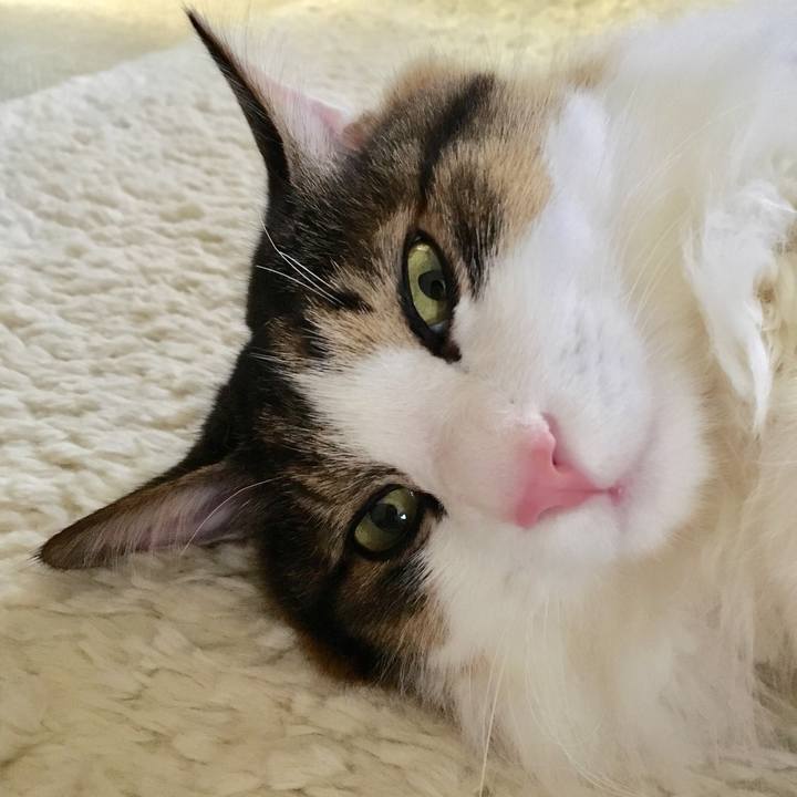 B87b81f4 b7a1 473f bc85 44fe80b8b6ac 1546138983392