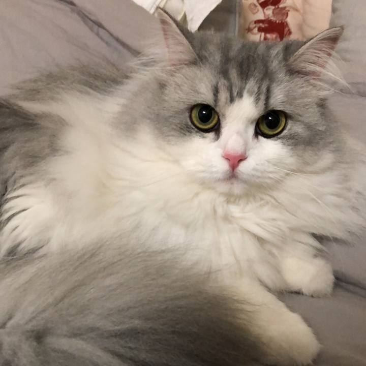 B87dda88 41cd 43c5 8f4c 7c2c8d9d4093 1541259307967