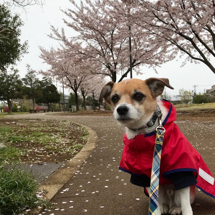 B87e40df 084e 40a7 8740 3d64bc9a7cf0 1554685529047