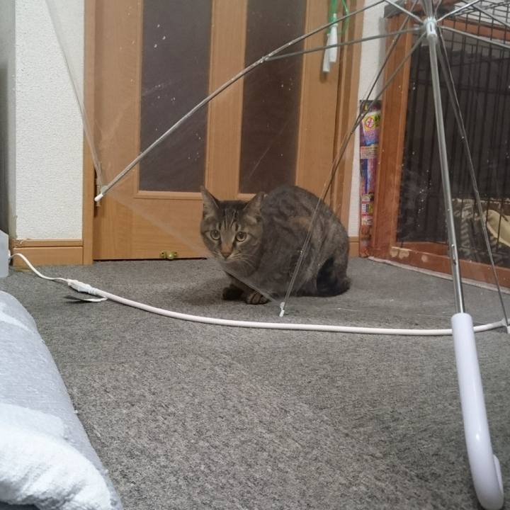 B87e486b e8a0 41e5 b46a 0fa917a552c5 1508237201909