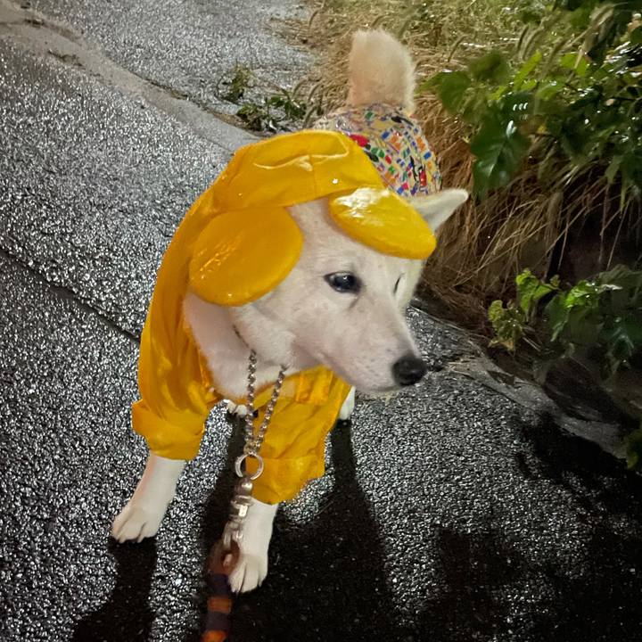 B87f974c c2ac 4782 8b8c bd28a1b851ea 1635195304924