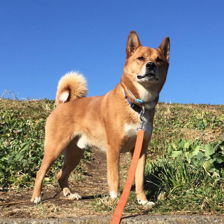 B8930a54 4386 4988 bb66 e315ade45157 1518735526296