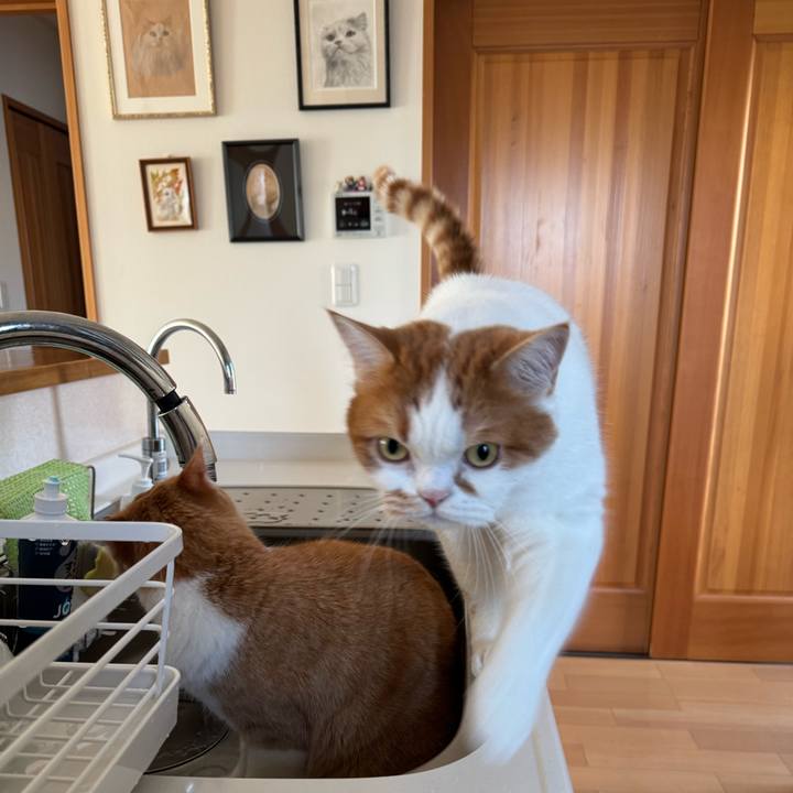 B8a109c4 1ed2 4772 a534 d26340ba9492 1765591476750