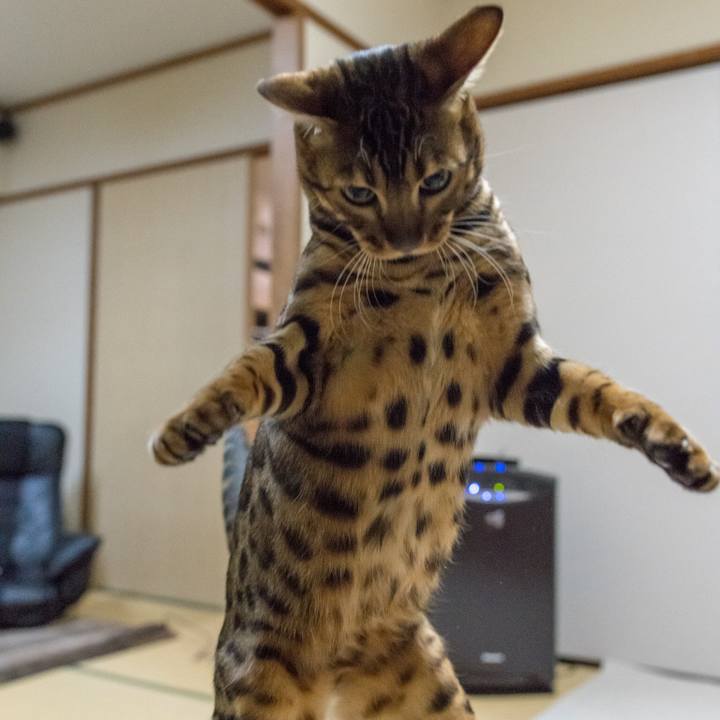 B8a3b8c0 036f 4a16 acd5 80dfc7c65c97 1518271940722