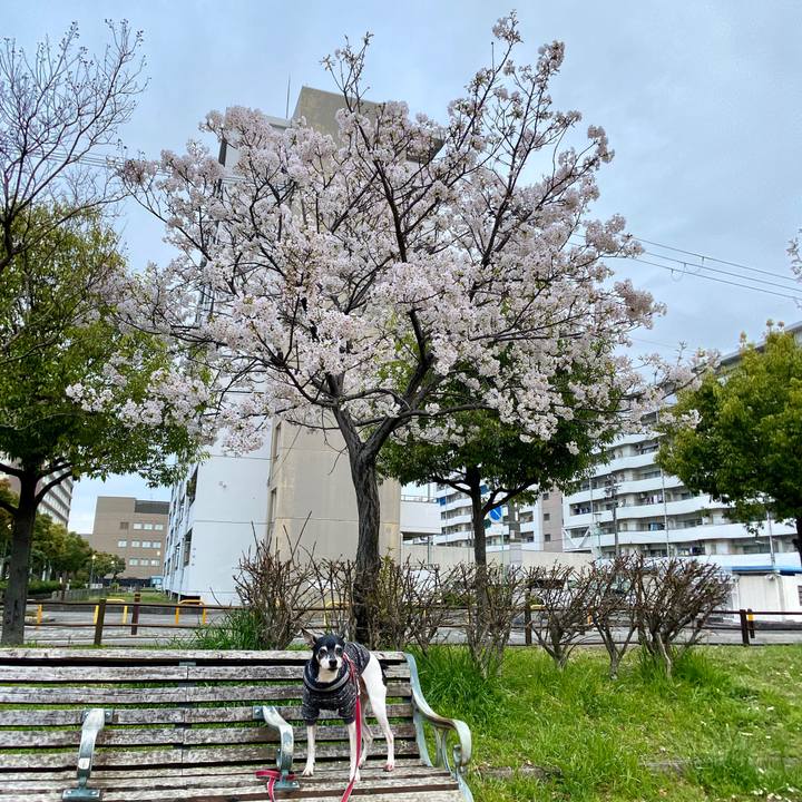 B8a6064d 1fc0 421e 80dd 781318973152 1585662433728