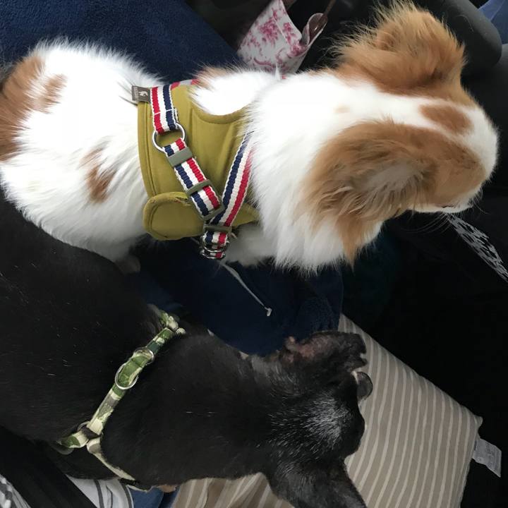 B8a64063 0ceb 459d b7fe 96f89c0b3878 1566127525209