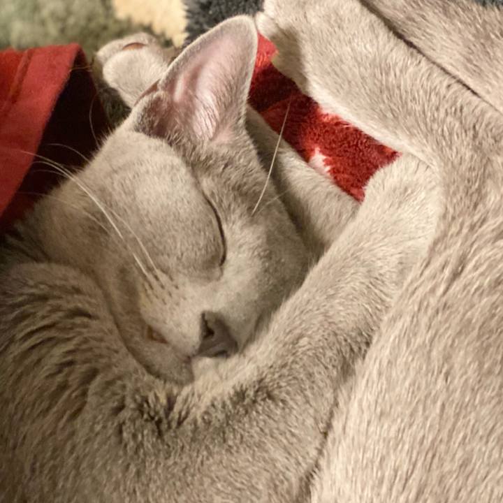 B8aba321 1c5f 4170 a0ee daf1564c33b7 1615612384126