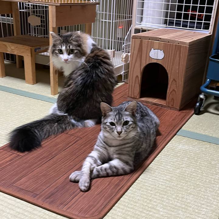 B8ad10ba 1365 4175 8633 8f7f3a2b884a 1742769691301