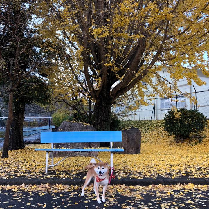 B8b90489 ac7d 4285 ad77 686ab9488fa7 1541749195419