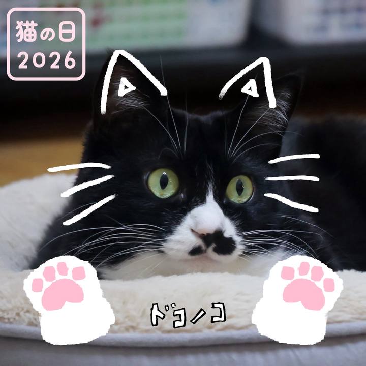 B8bc2b8c ada8 4a6e 85fe b441e19ed0aa 1771750944043