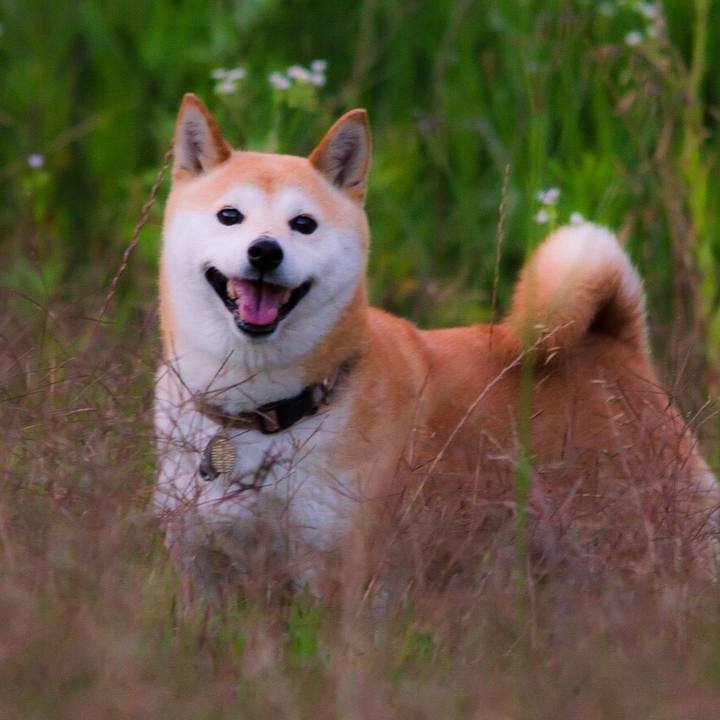 B8bc340f 88ed 48df 82b5 d72a670a471d 1536632351823