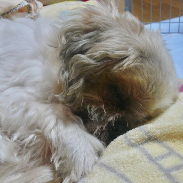 B8c4e730 2e5d 4d4f be65 cc08d690cec6 1511612916322