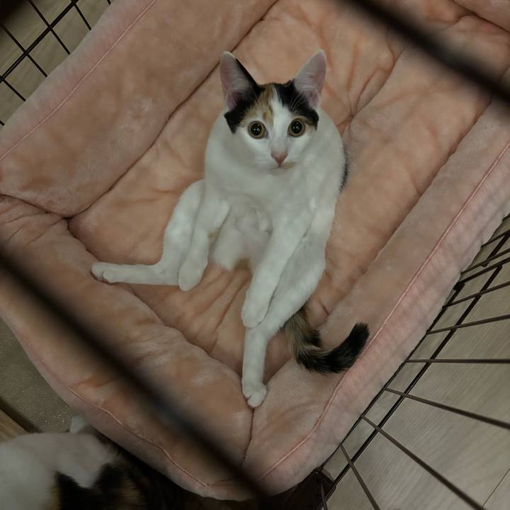 B8c4ef66 20c7 459e bff6 35144e64673e 1763393233417