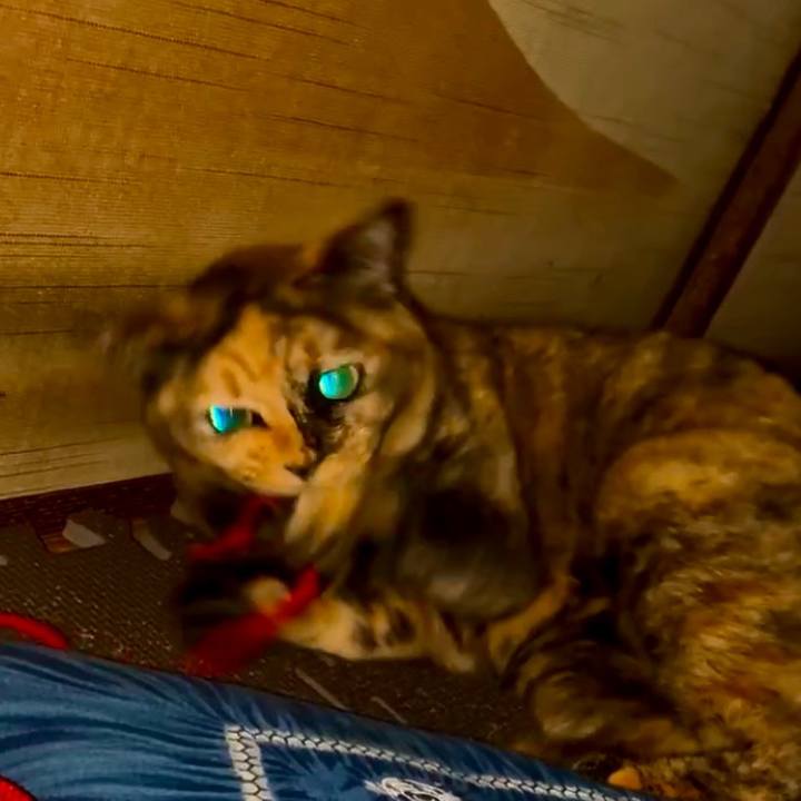 B8ca8341 f021 4035 9305 8a69134eaae8 1762116278576