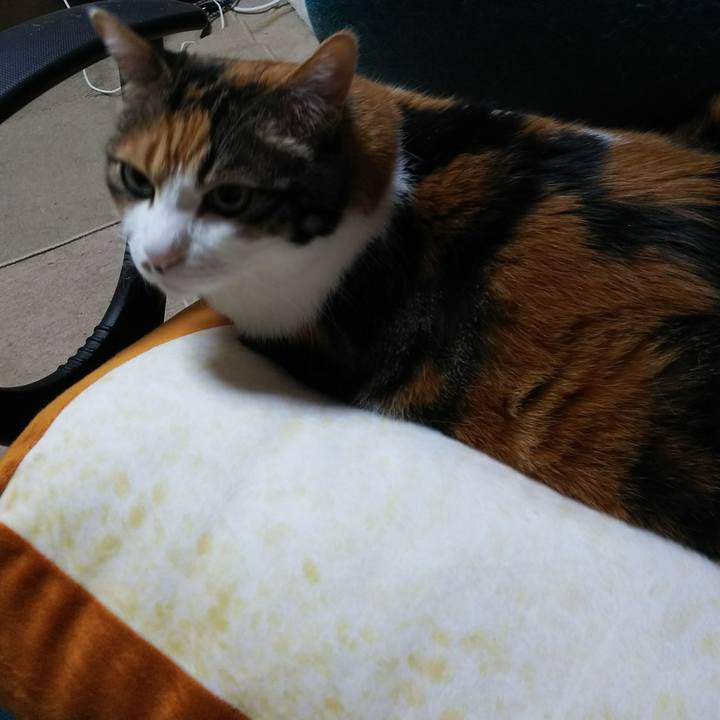 B8cbfe25 77e8 46c3 8f92 4c6313fd5672 1526851581902