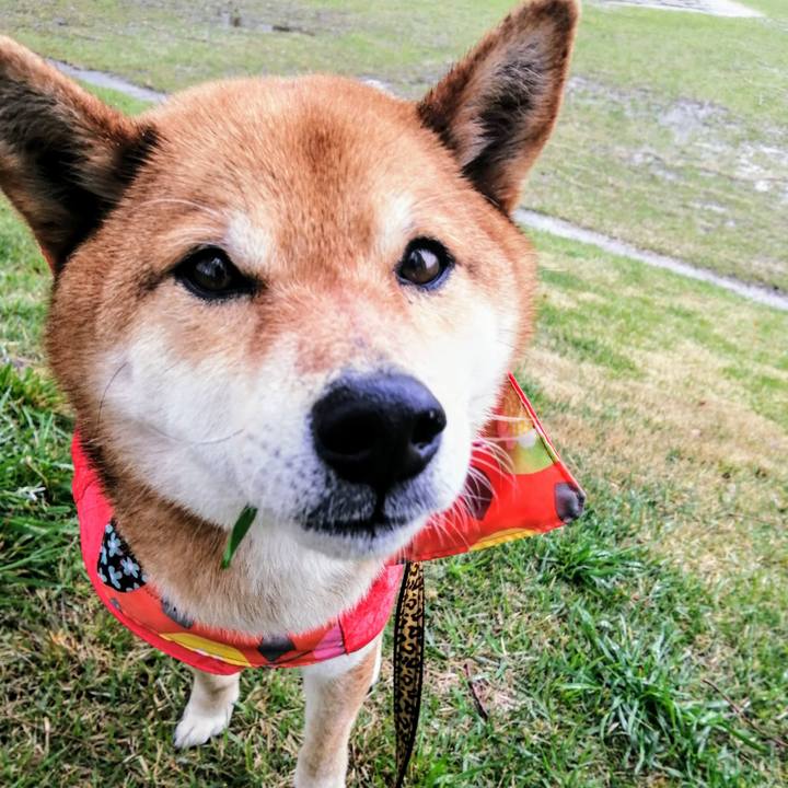 B8d734f5 2089 4e2d b2b5 251b9777aa5c 1587363166111