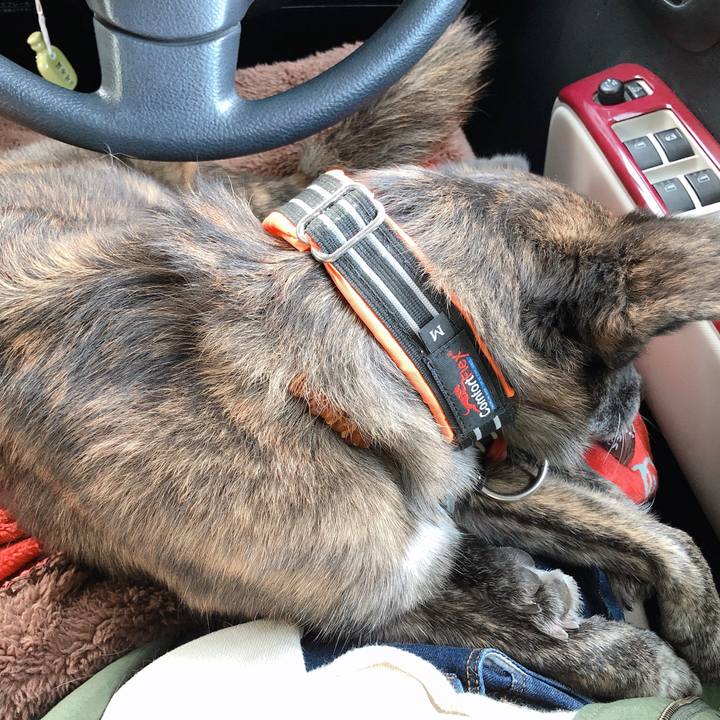 B8d76d11 b42f 400e 9666 90e01d19d82c 1573992280493