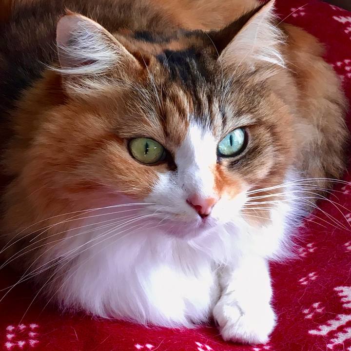 B8e1fa4d 0138 49e5 99a2 e61c42e8e502 1574322049194