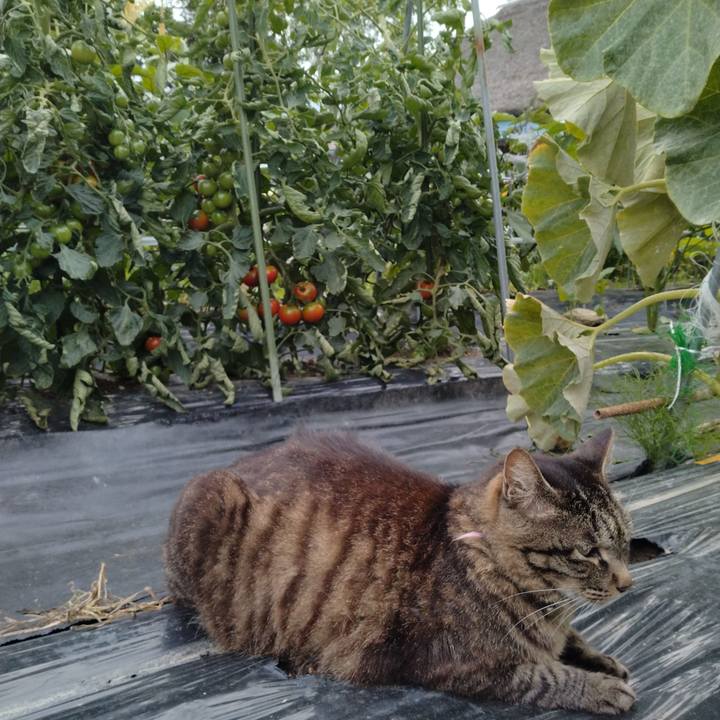 B8e52c78 54be 44d7 8cac 69db13032dc5 1721120850729