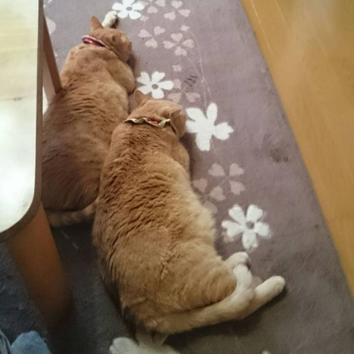 B8e5a1f5 42f6 4ac5 92b5 379cccf2b4fa 1510115142238