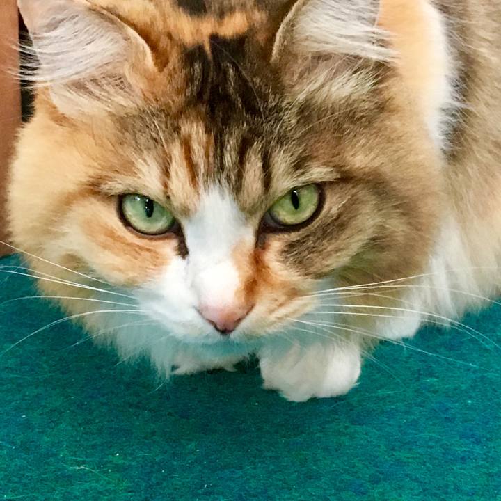 B8e5b2a6 8d2d 4600 b8a2 3c4e16d3489a 1554759435478