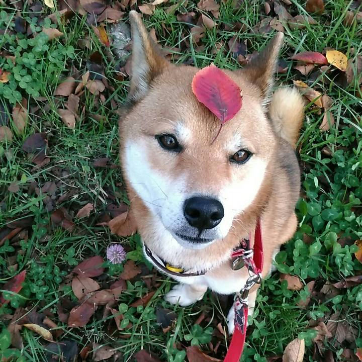 B8e5f986 17f4 469e a68d 911091ebb3f5 1542697862843